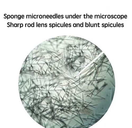 Sponge spicule microneedles shown under magnification