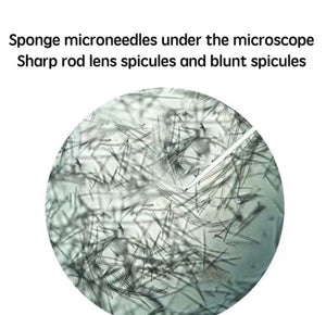 Sponge spicules shown under magnification